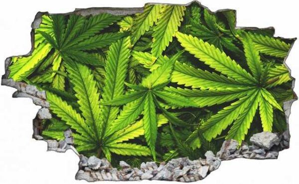 DesFoli Wandtattoo "Cannabis Drogen Marihuanna Hanf C0679"