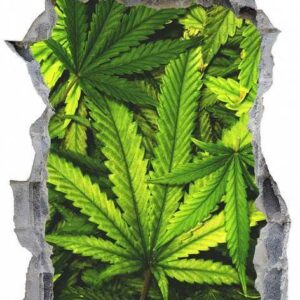 DesFoli Wandtattoo "Cannabis Hanf Pflanze Natur E0649"