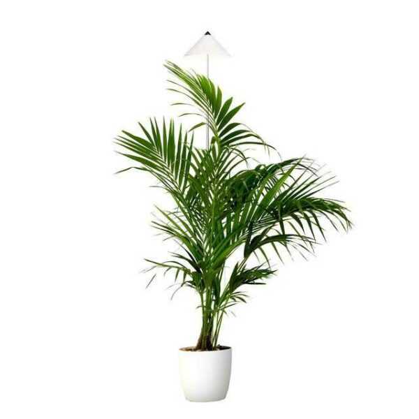Parus by Venso Pflanzenlampe "Indoor plants", Parus by Venso, SUNLiTE Pflanzenlampe XL 25W Weiß