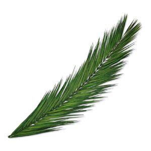 10 Stück Echte Getrocknete Konservierte Palmenwedel Ca. 120 cm/ 5 Pcs. Real Dried Palm Leaves - Ein Ganz Besonderes Geschenk