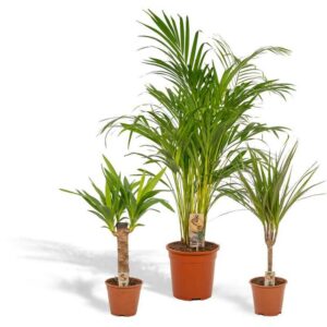3er Set - Areca palm 110cm hoch, 21Ø + Dracaena Marginata 70cm hoch, 14Ø - Yucca 60cm hoch, 14Ø - Zimmerpflanze - Ohne Korb - Green - Hello Plants