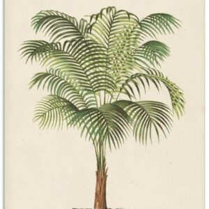 Artland Glasbild "Palme II", Pflanzen (1 St)