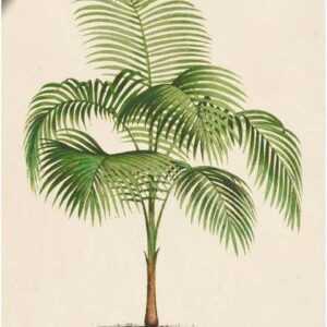 Artland Wandbild "Palme I", Pflanzen (1 St), in vielen Größen & Produktarten - Alubild / Outdoorbild für den Außenbereich, Leinwandbild, Poster, Wandaufkleber / Wandtattoo auch für Badezimmer geeignet