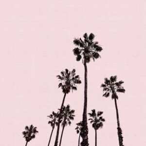 Photocircle Alu-Dibond-Druck "'Palm Trees in Pink' von Vivid Atelier", Alu-Dibond-Druck - Palm Trees in Pink