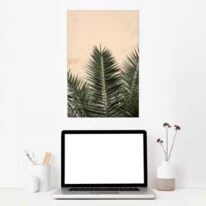 Posterlounge Wandbild, Palm leaves and wall °1