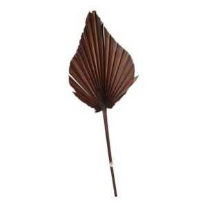 Trockenblume "Trockenblume Palm Leaf", Depot, aus Trockenblume, L 70 Zentimeter