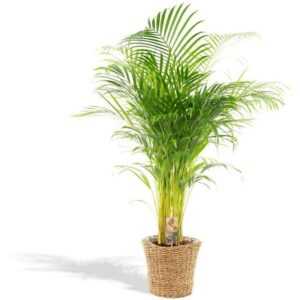 Xxl Areca Palm Mit Korb - Goldpalme; Dypsis Lutescens - 130cm hoch , 24Ø - Zimmerpflanze - Green - Hello Plants