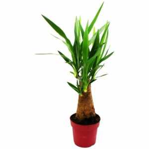 Yucca Palme - Palmlilie - Extra-Dicker Stamm - ca. 60cm hoch