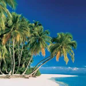 papermoon Vlies- Fototapete Digitaldruck 350 x 260 cm Tropical Palms
