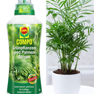 COMPO® Palmendünger & Chamaedorea Palme ca. 30 cm hoch