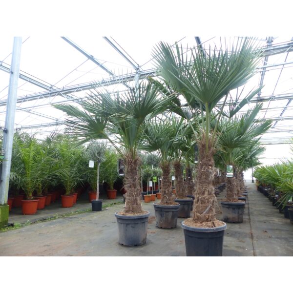 Trachycarpus fortunei dicker Stamme, 170 - 200 cm hohe Hanfpalme, winterharte Palme bis -18°C