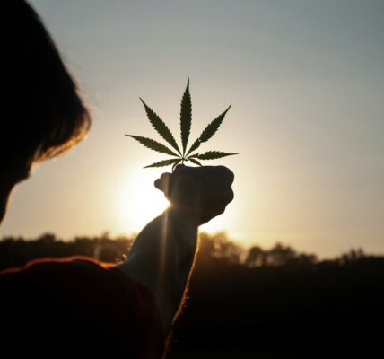person holding white flower during sunset