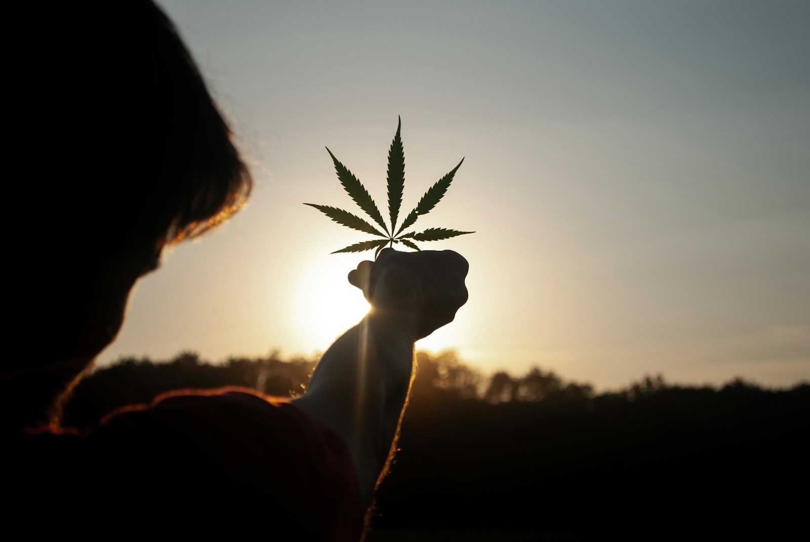 Erwachet: Historischer Durchbruch: Deutschland legalisiert Cannabis in weniger als 24 Stunden