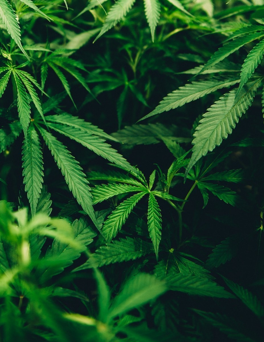 FAQ zur Legalisierung von Cannabis